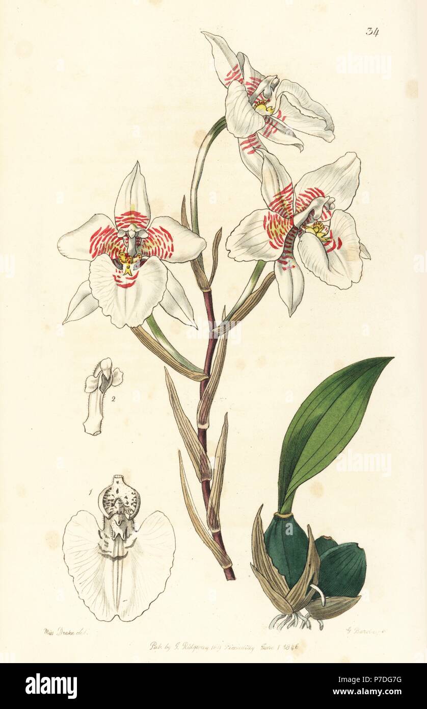 Rhynchostele cervantesii subsp. membranacea orchid (Membrane-sheathed toothtongue, Odontoglossum membranaceum). Handcoloured copperplate engraving by George Barclay after an illustration by Miss Sarah Drake from Edwards' Botanical Register, edited by John Lindley, London, Ridgeway, 1846. Stock Photo