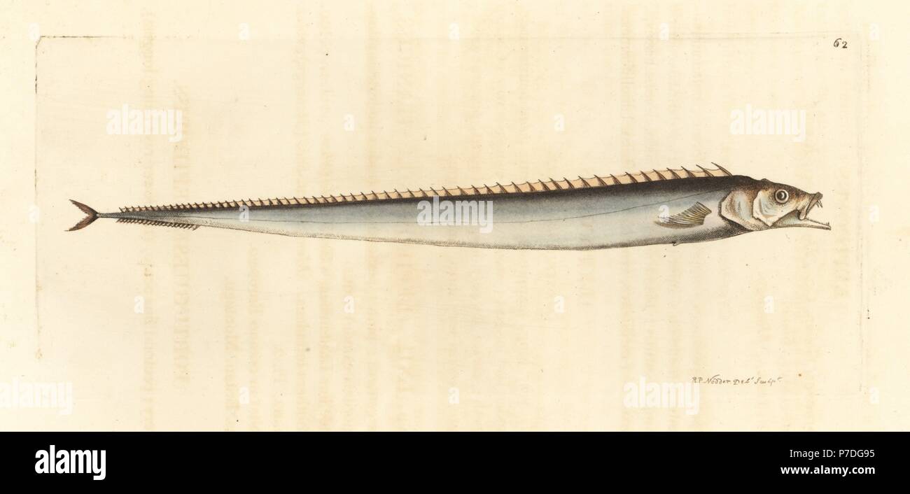 Cutlassfish, Lepidopus caudatus (Portuguese lepidopus, Lepidopus lusitanicus). Handcoloured copperplate engraving drawn and engraved by Richard Polydore Nodder from William Elford Leach's Zoological Miscellany, McMillan, London, 1815. Stock Photo