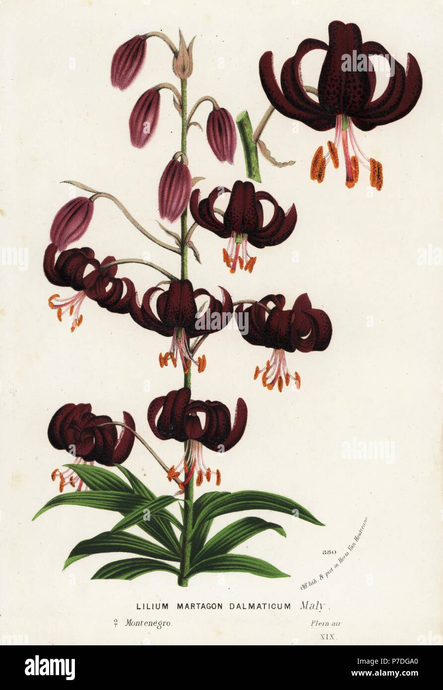 Lilium dalmaticum hi-res stock photography and images - Alamy