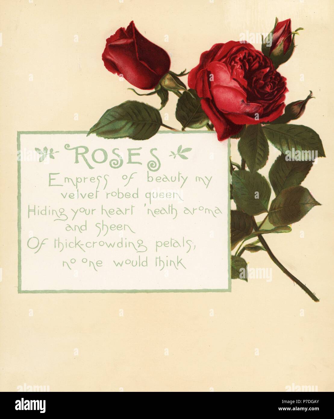 Rose, Rosa centifolia, and calligraphic poem. Chromolithograph by Louis Prang from Alice Ward Bailey's Flower Fancies, Boston, 1889. Illustrated by Lucy Baily, Eleanor Ecob Morse, Olive Whitney, Ellen Fisher, Fidelia Bridges, C. Ryan and F. Schuyler Mathews. Stock Photo