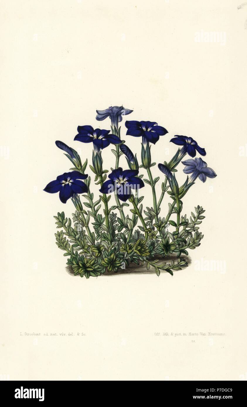Bavarian gentian, Gentiana bavarica. Handcoloured lithograph by Stroobant from Louis van Houtte and Charles Lemaire's Flowers of the Gardens and Hothouses of Europe, Flore des Serres et des Jardins de l'Europe, Ghent, Belgium, 1851. Stock Photo
