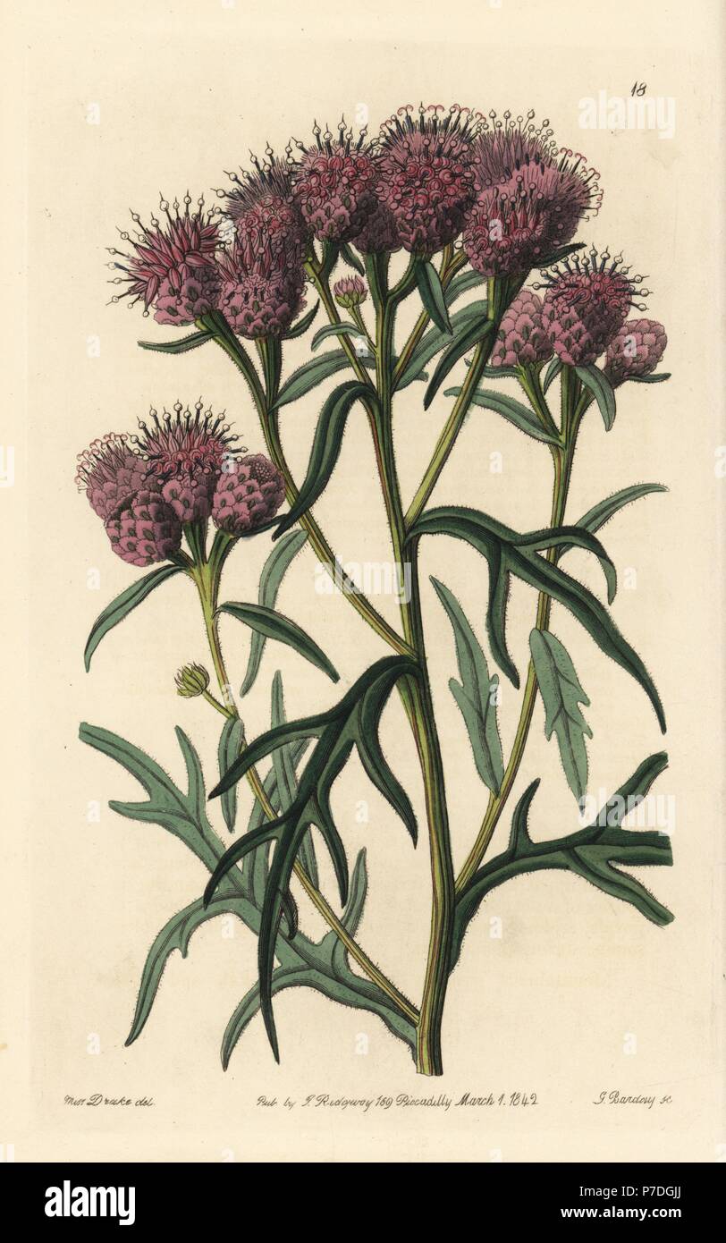 Pretty saussurea, Saussurea pulchella. Handcoloured copperplate engraving by George Barclay after an illustration by Miss Sarah Drake from Edwards' Botanical Register, edited by John Lindley, London, Ridgeway, 1842. Stock Photo