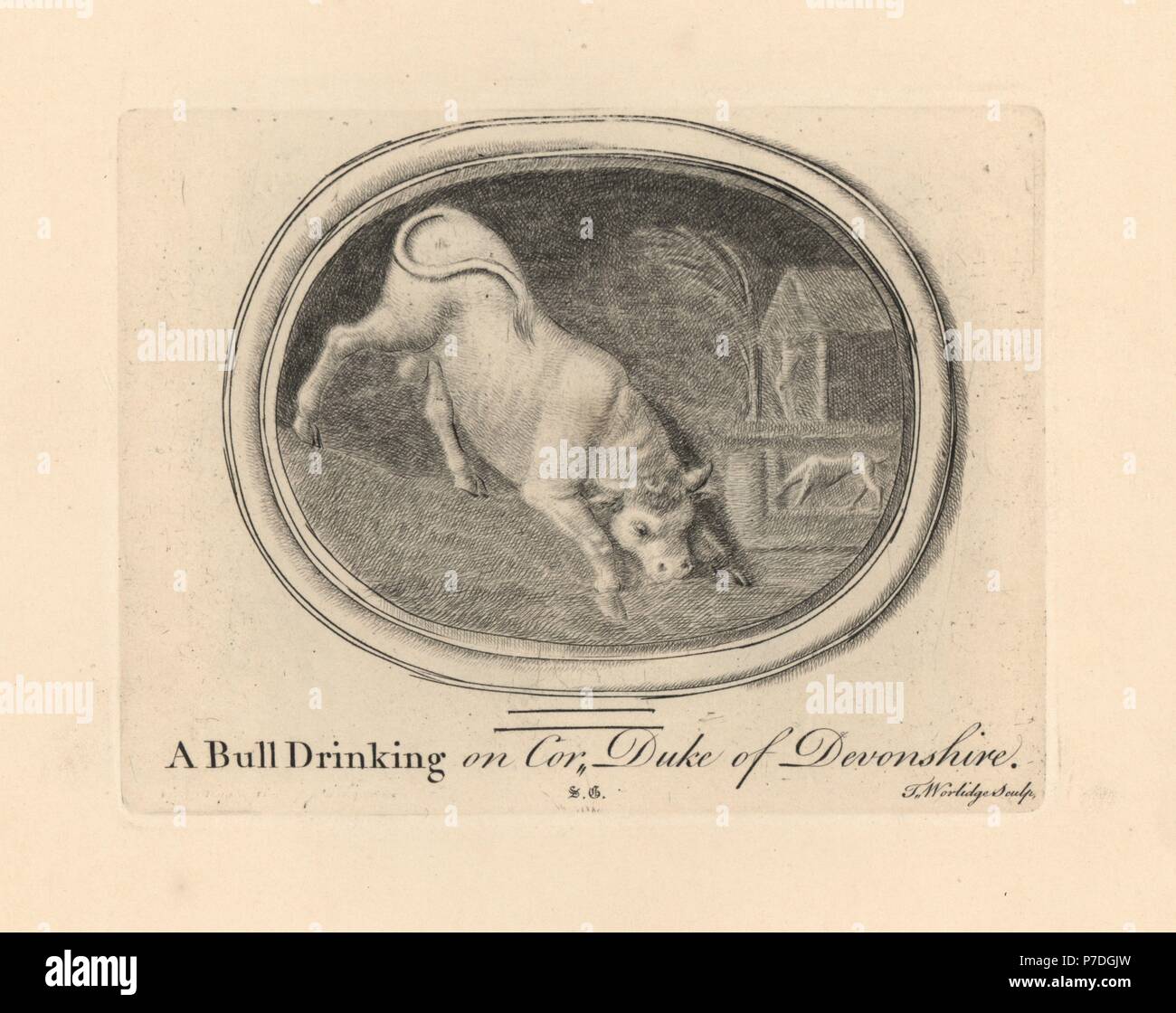 Carving of a bull drinking, on cornelian from the Duke of Devonshire's collection. Copperplate engraving by Thomas Worlidge from James Vallentin's One Hundred and Eight Engravings from Antique Gems, 1863. Stock Photo