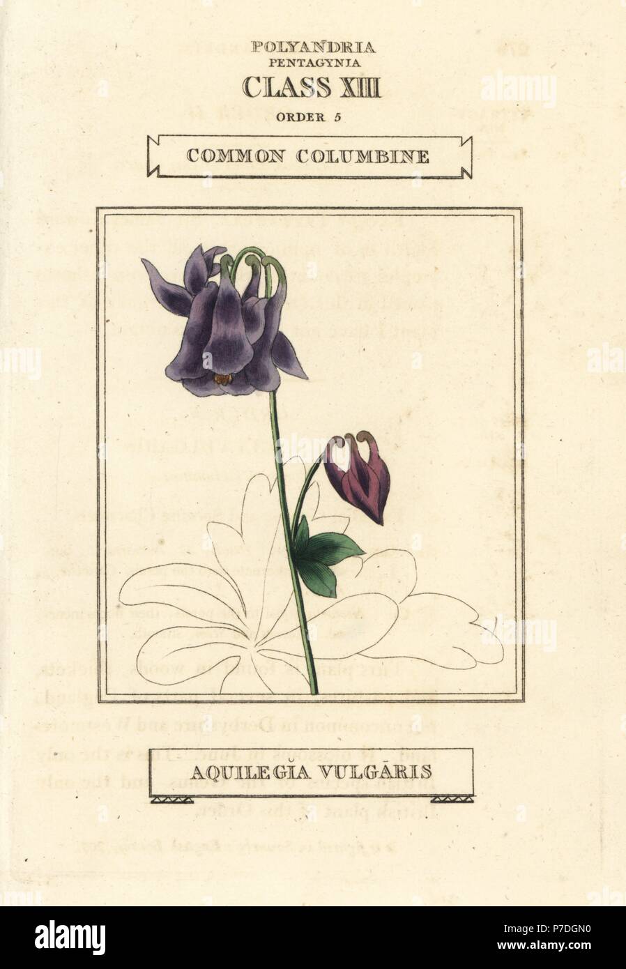 Common columbine, Aquilegia vulgaris. Handcoloured copperplate engraving after an illustration by Richard Duppa from his The Classes and Orders of the Linnaean System of Botany, Longman, Hurst, London, 1816. Stock Photo