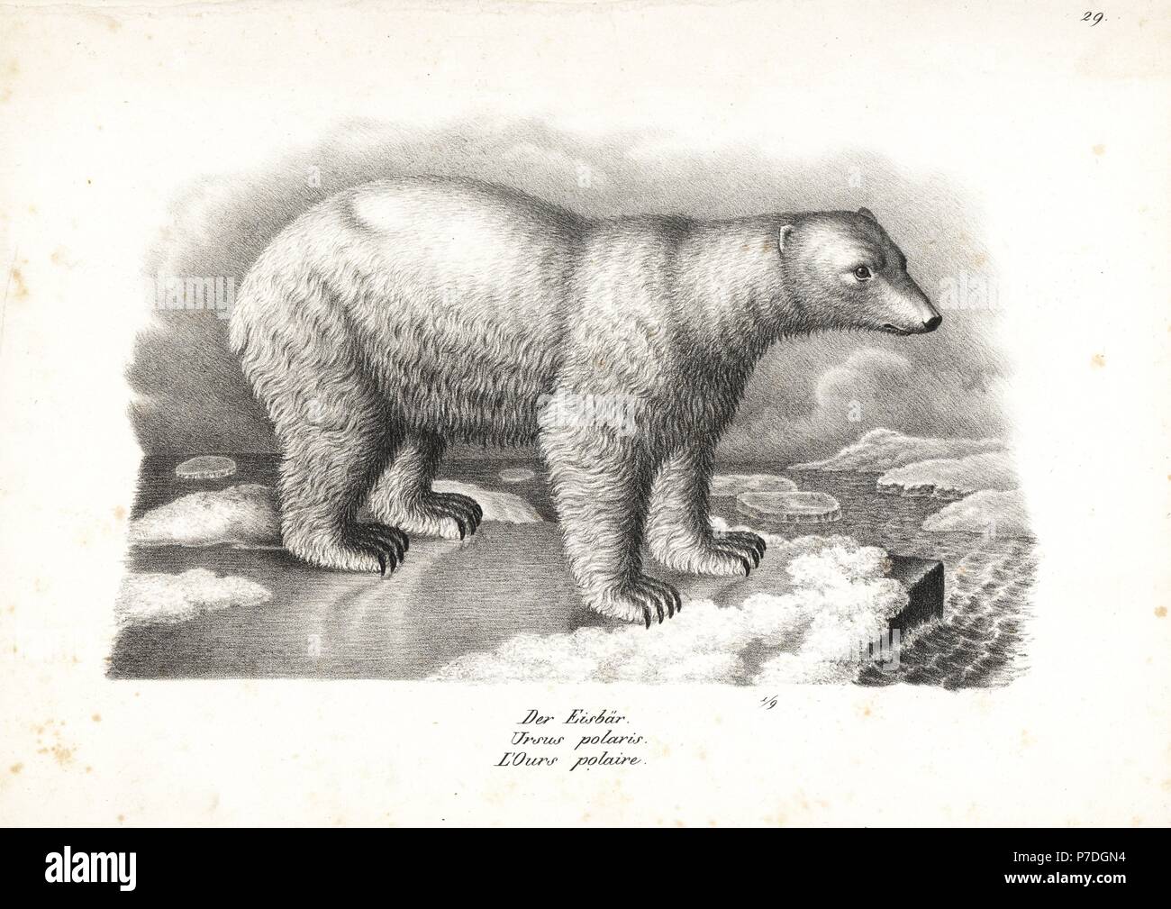 Polar bear, Ursus maritimus (Ursus polaris) on an ice flow. Vulnerable. Lithograph by Karl Joseph Brodtmann from Heinrich Rudolf Schinz's Illustrated Natural History of Men and Animals, 1836. Stock Photo