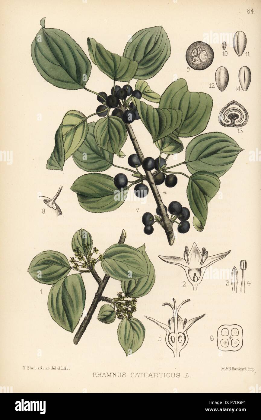 Purging buckthorn, Rhamnus cathartica. Handcoloured lithograph by Hanhart after a botanical illustration by David Blair from Robert Bentley and Henry Trimen's Medicinal Plants, London, 1880. Stock Photo