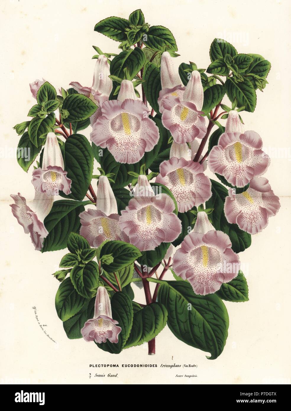 Hybrid Plectopoma x eucodonioides triumphans. Handcoloured lithograph from Louis van Houtte and Charles Lemaire's Flowers of the Gardens and Hothouses of Europe, Flore des Serres et des Jardins de l'Europe, Ghent, Belgium, 1870. Stock Photo