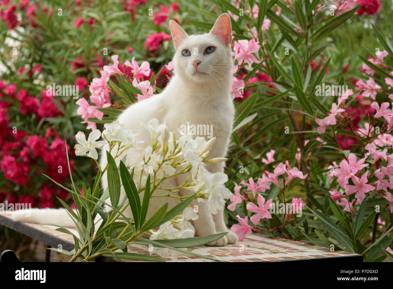 white cat sitting between oleander shrubs Stock Photo