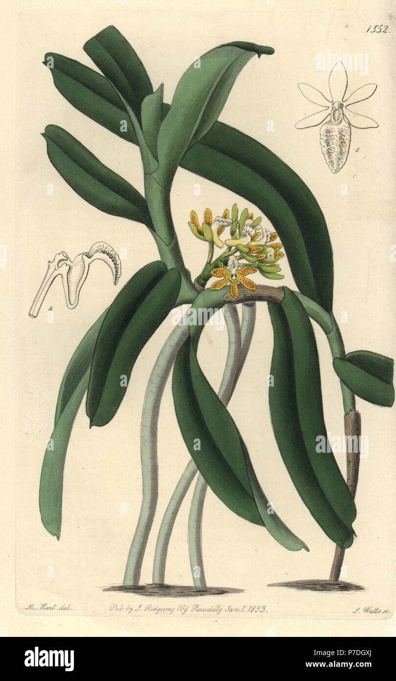 Acampe praemorsa orchid (Pimpled saccolabium, Saccolabium papilosum). Handcoloured copperplate engraving by S. Watts after an illustration by M. Hart from Sydenham Edwards' Botanical Register, Ridgeway, London, 1833. Stock Photo