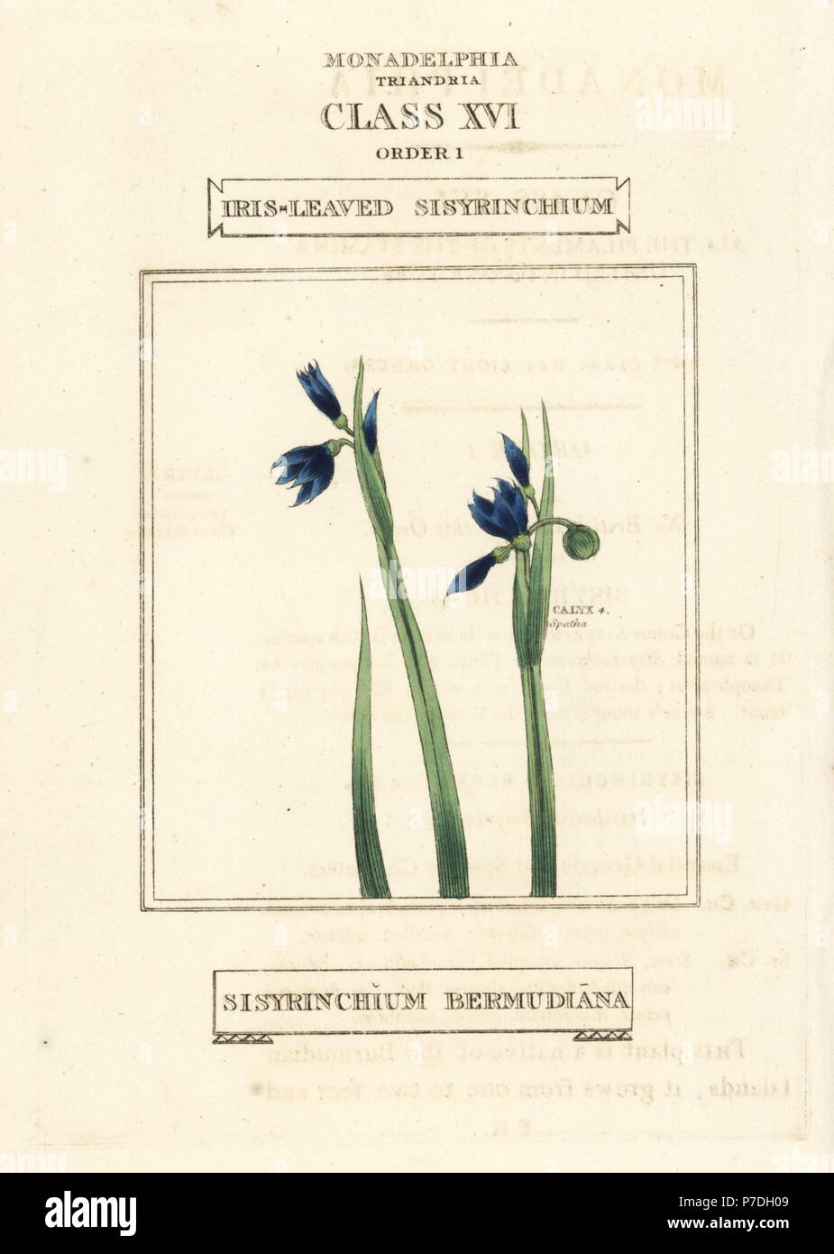 Blue-eyed grass or iris-leaved sisyrinchium, Sisyrinchium bermudiana. Handcoloured copperplate engraving after an illustration by Richard Duppa from his The Classes and Orders of the Linnaean System of Botany, Longman, Hurst, London, 1816. Stock Photo