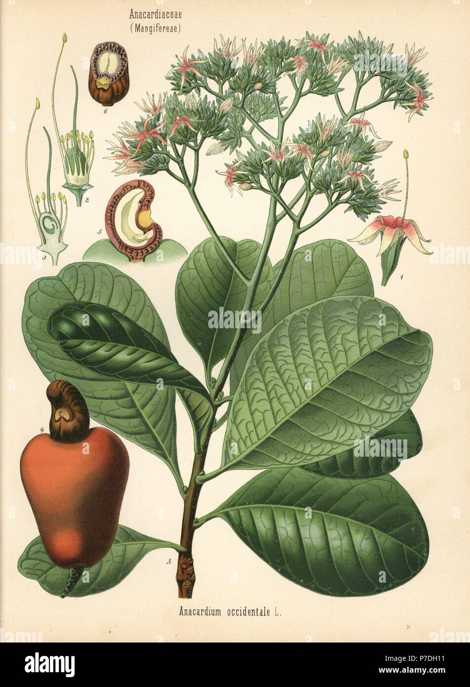 Cashew nut tree, Anacardium occidentale. Chromolithograph after a botanical illustration from Hermann Adolph Koehler's Medicinal Plants, edited by Gustav Pabst, Koehler, Germany, 1887. Stock Photo