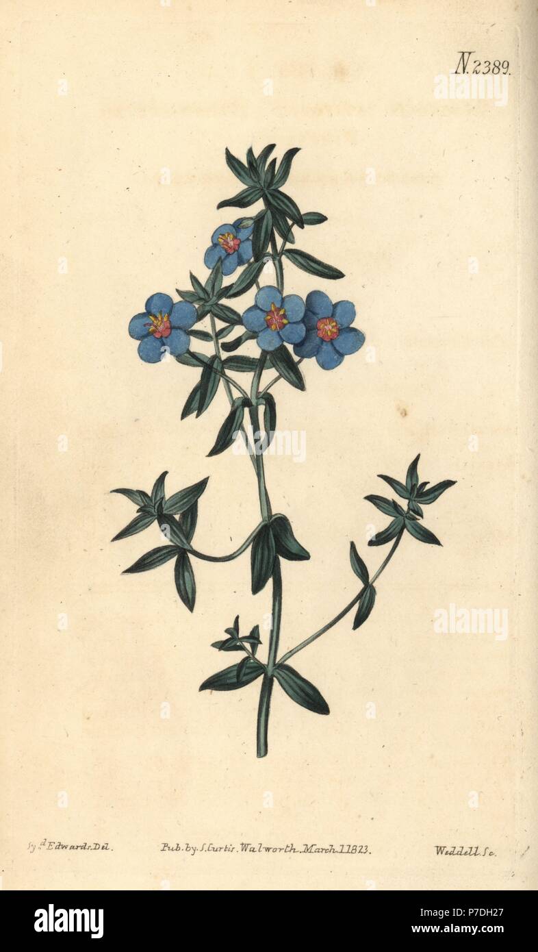Broad-leaved pimpernel, Anagallis latifolia. Handcoloured copperplate engraving by Weddell after a botanical illustration by Sydenham Edwards from William Curtis' Botanical Magazine, Samuel Curtis, London, 1823. Stock Photo