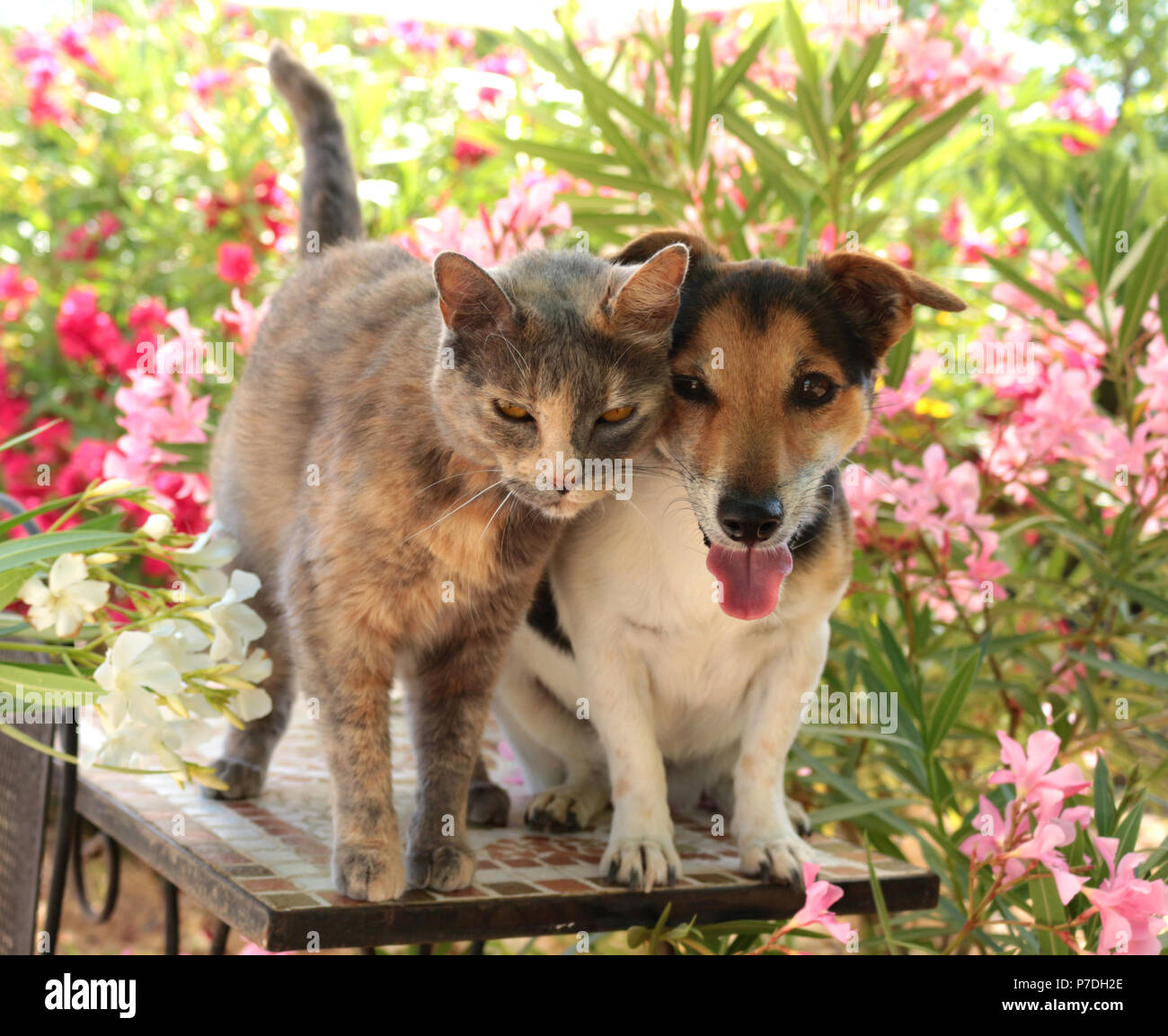 jack russel dog, tricolor, and domestic cat, blue tortie, sitting together in the garden between oleander shrubs Stock Photo