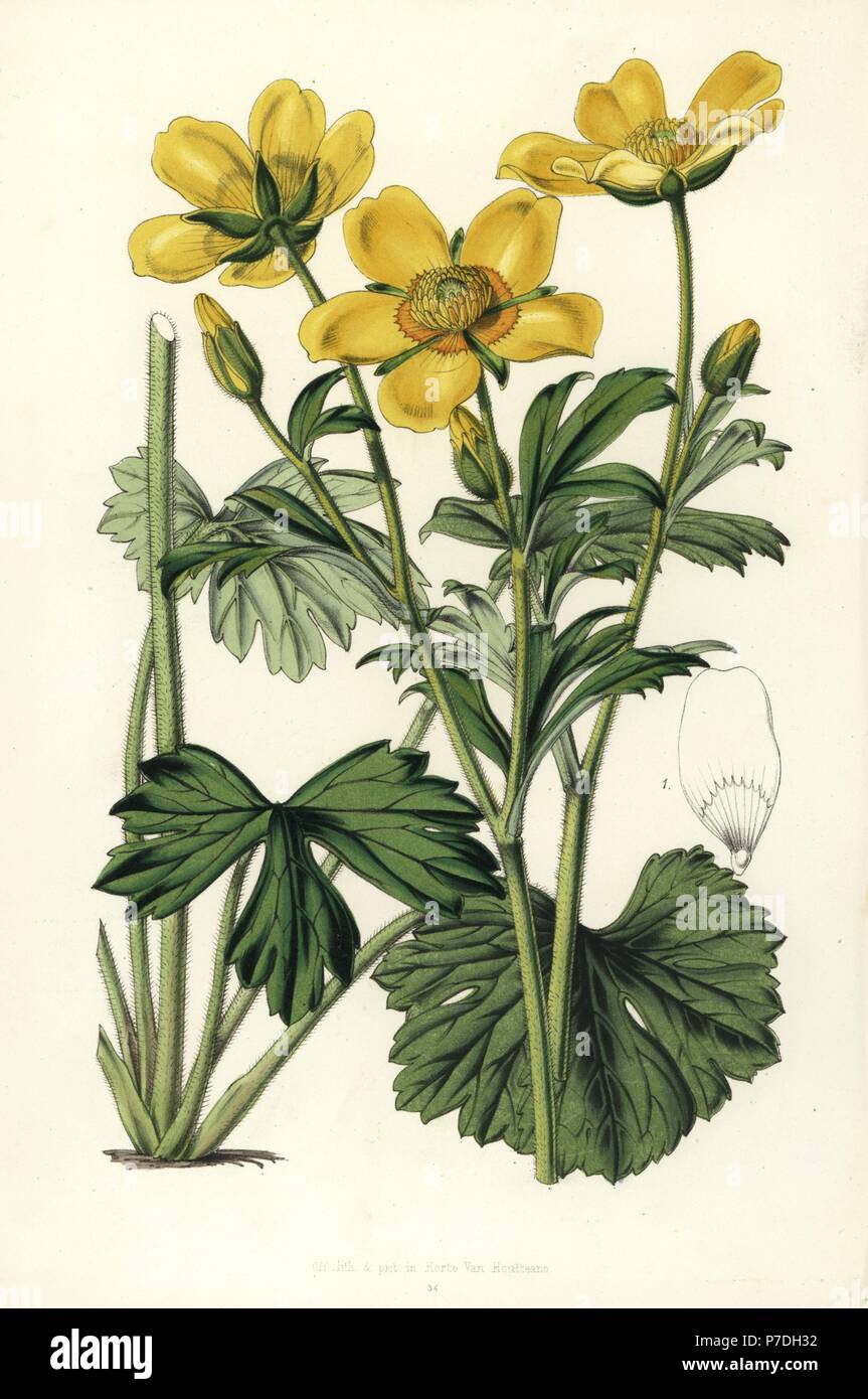Buttercup, Ranunculus spicatus. Handcoloured lithograph from Louis van Houtte and Charles Lemaire's Flowers of the Gardens and Hothouses of Europe, Flore des Serres et des Jardins de l'Europe, Ghent, Belgium, 1851. Stock Photo