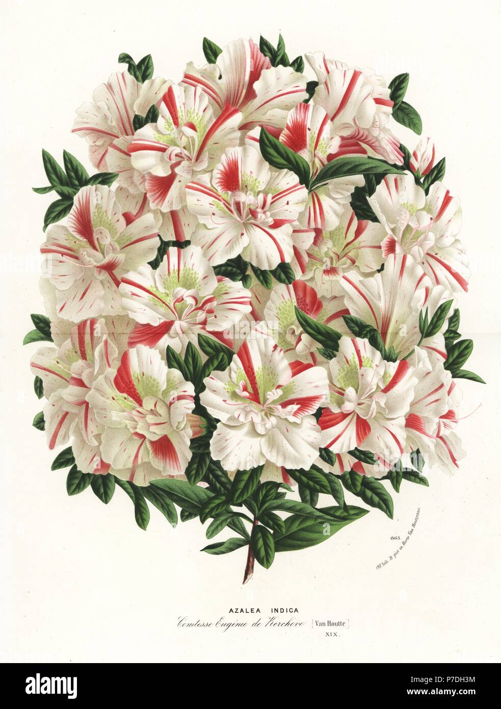 Azalea indica hybrid, Comtesse Eugenie de Kerchove, Satsuki azalea, Rhododendron indicum. Handcoloured lithograph from Louis van Houtte and Charles Lemaire's Flowers of the Gardens and Hothouses of Europe, Flore des Serres et des Jardins de l'Europe, Ghent, Belgium, 1870. Stock Photo