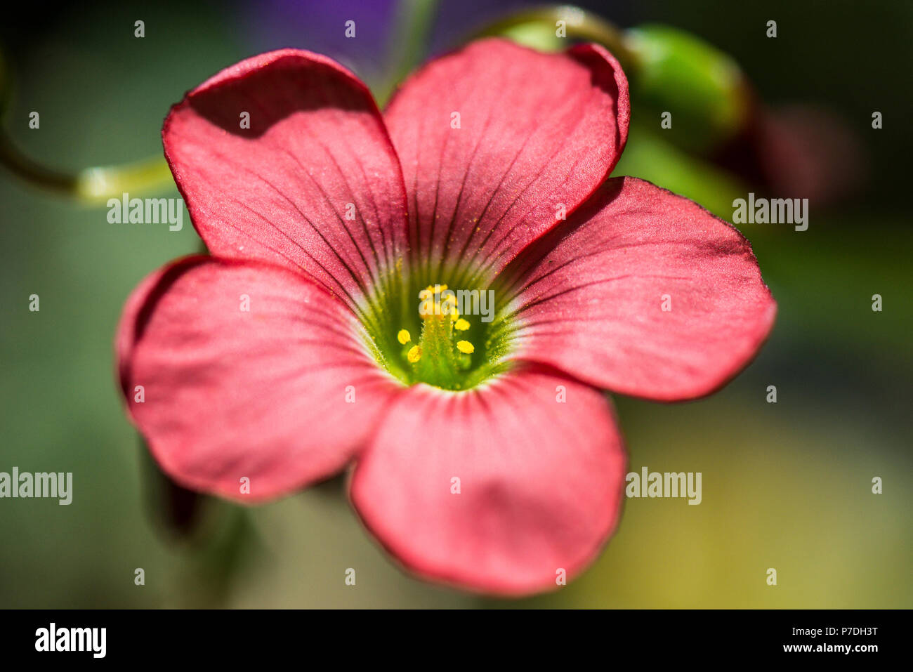 A close up of a flower of aOxalis tetraphylla 'Iron Cross' Stock Photo