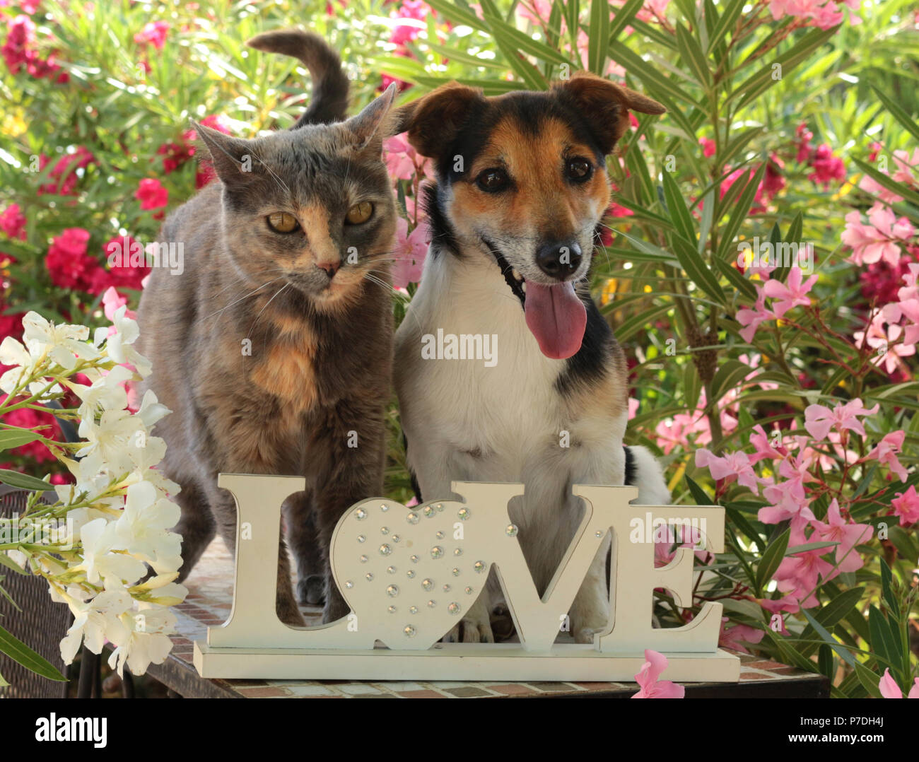 jack russel dog, tricolor, and domestic cat, blue tortie, sitting together in the garden between oleander shrubs Stock Photo