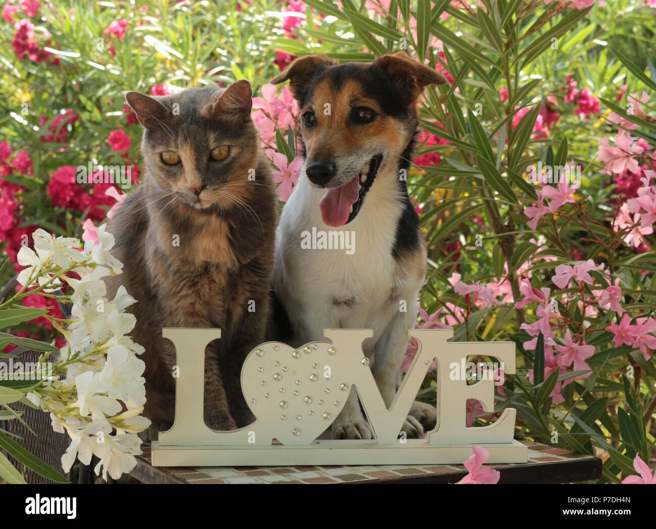 jack russel dog, tricolor, and domestic cat, blue tortie, sitting together in the garden between oleander shrubs Stock Photo