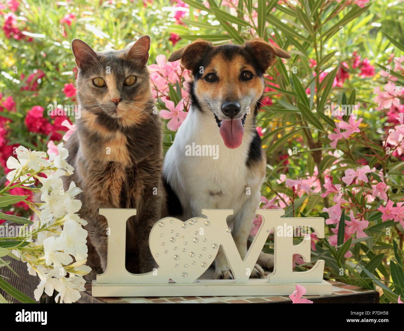 jack russel dog, tricolor, and domestic cat, blue tortie, sitting together in the garden between oleander shrubs Stock Photo