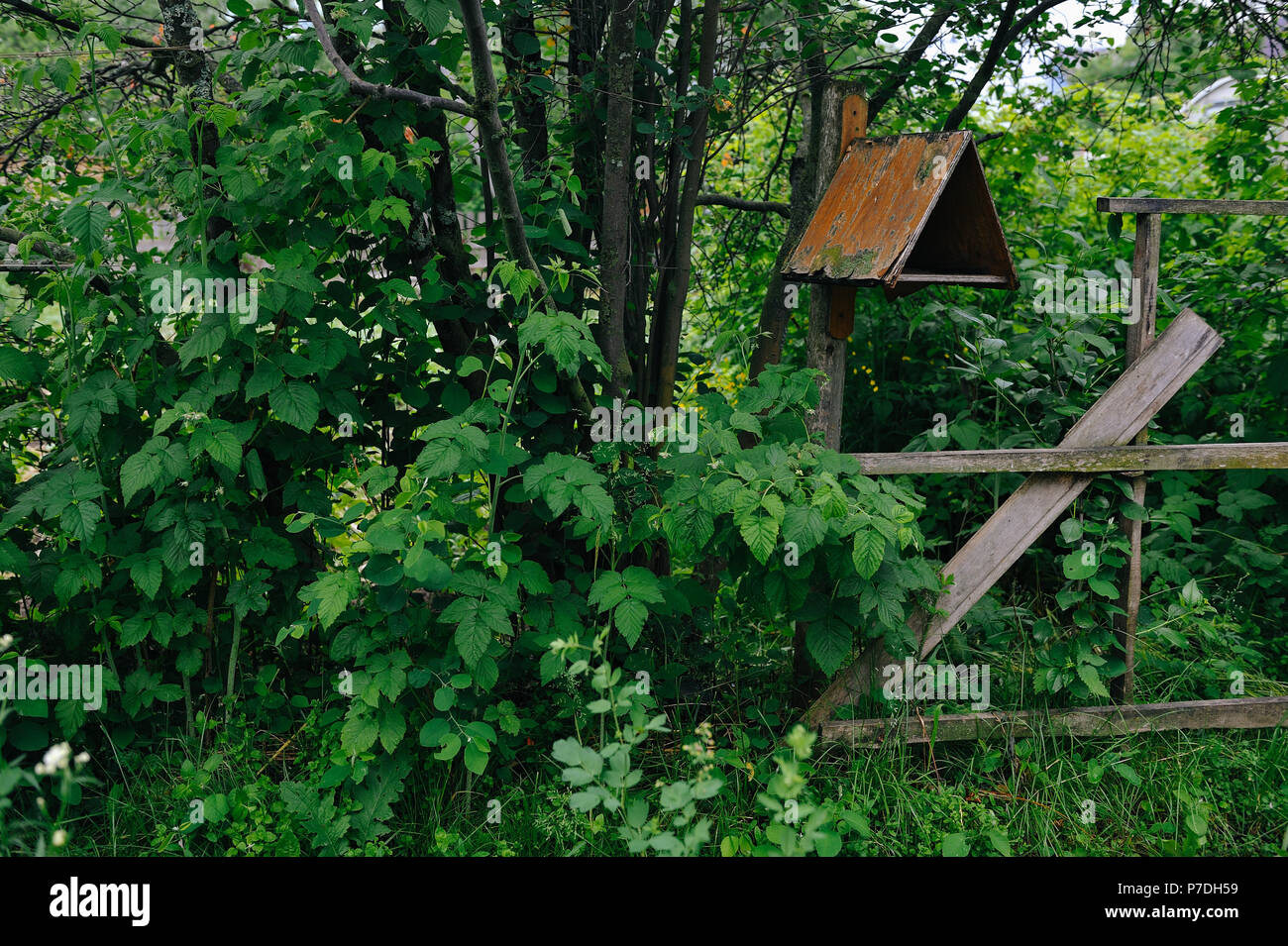 Wooden fence and feeder in the old garden overgrown with green grass ...