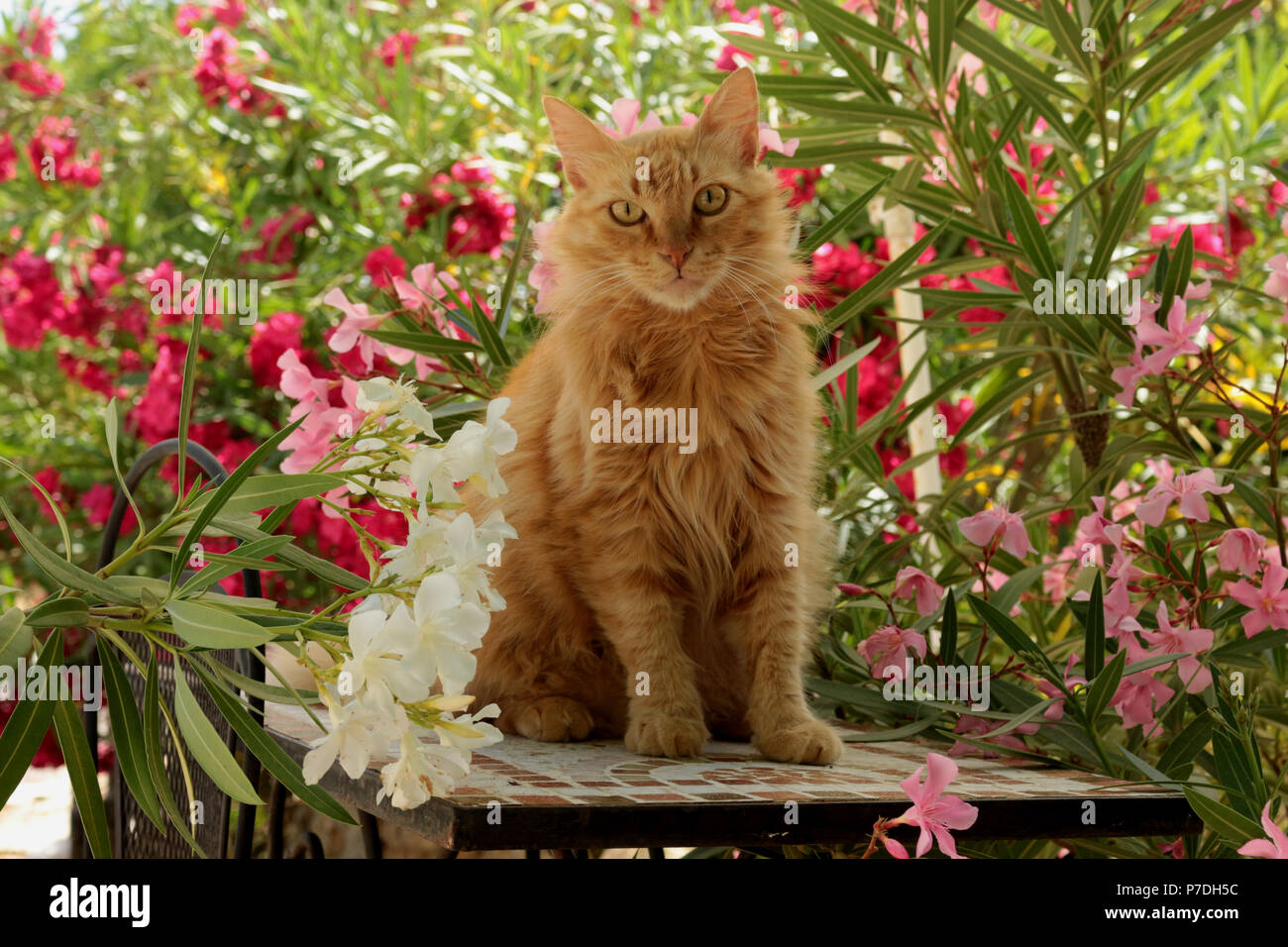 ginger cat sitting on a table between oleander Stock Photo