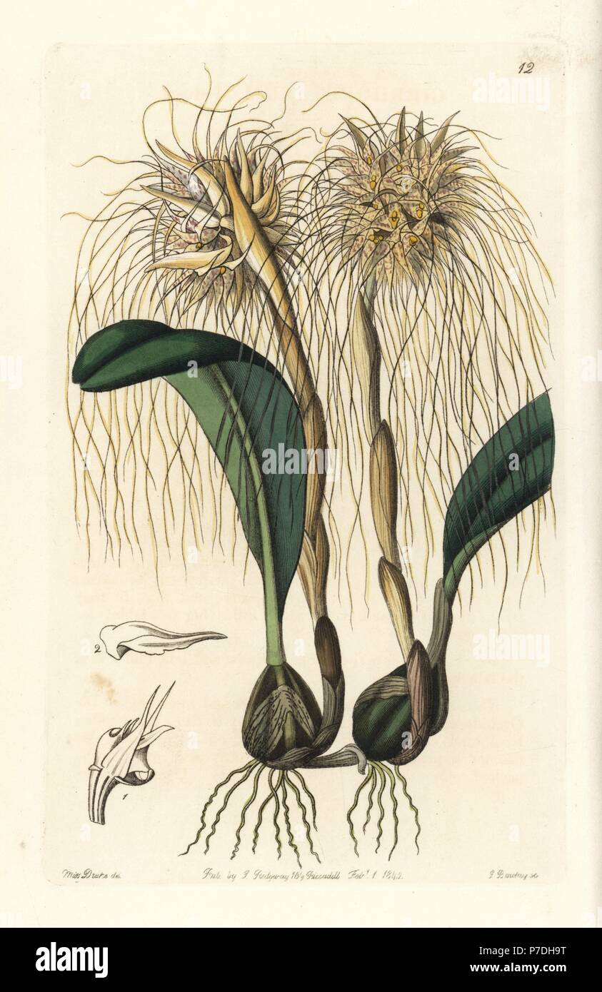 Medusa's bulbophyllum orchid, Bulbophyllum medusae (Medusa's head orchid, Cirrhopetalum medusae). Handcoloured copperplate engraving by George Barclay after an illustration by Miss Sarah Drake from Edwards' Botanical Register, edited by John Lindley, London, Ridgeway, 1842. Stock Photo