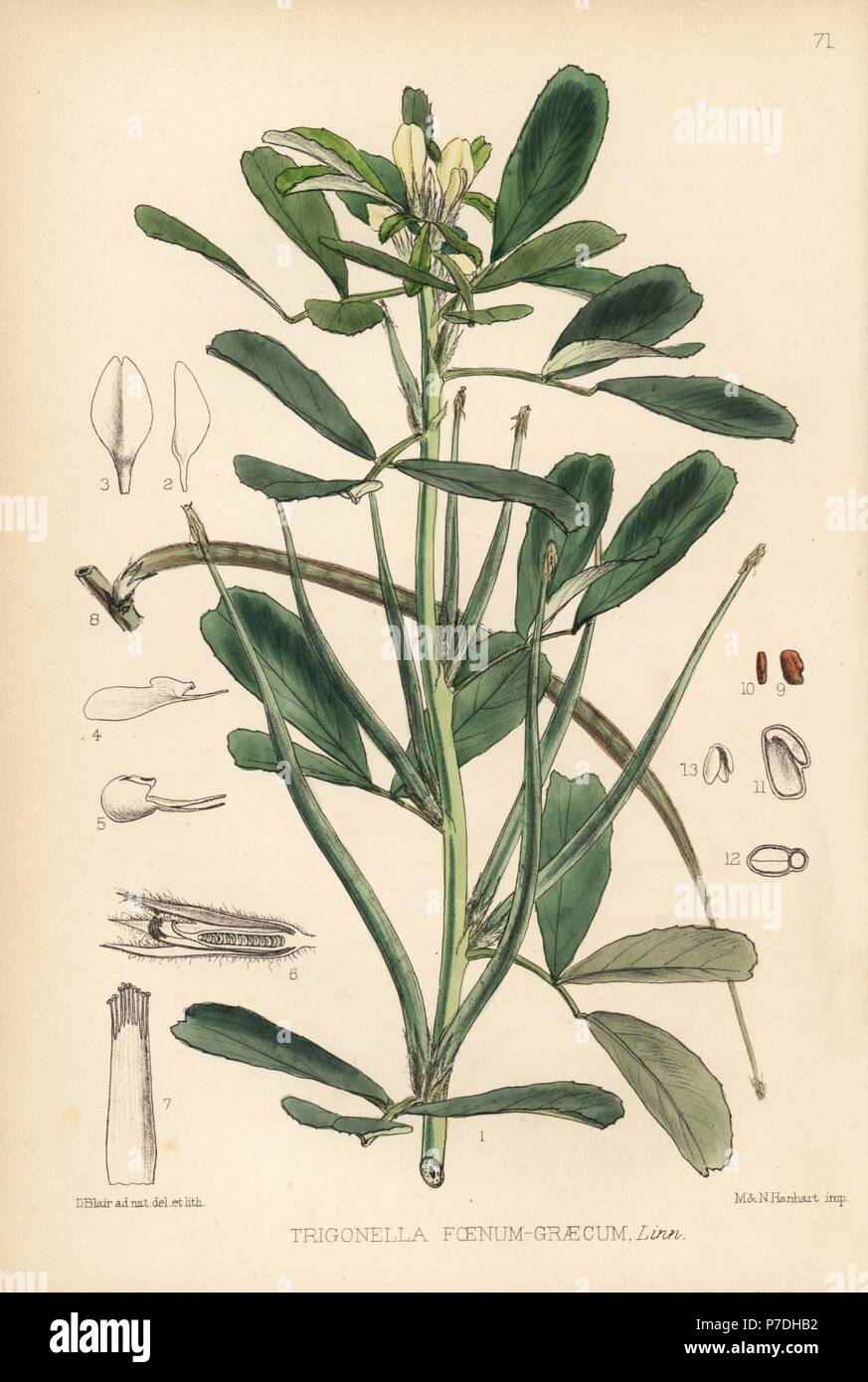Fenugreek, Trigonella foenum-graecum. Handcoloured lithograph by Hanhart after a botanical illustration by David Blair from Robert Bentley and Henry Trimen's Medicinal Plants, London, 1880. Stock Photo