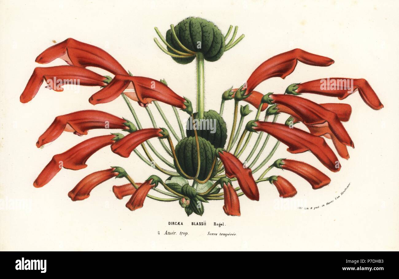 Rechsteineria blassii (Dircaea blassii). Handcoloured lithograph from Louis van Houtte and Charles Lemaire's Flowers of the Gardens and Hothouses of Europe, Flore des Serres et des Jardins de l'Europe, Ghent, Belgium, 1856. Stock Photo