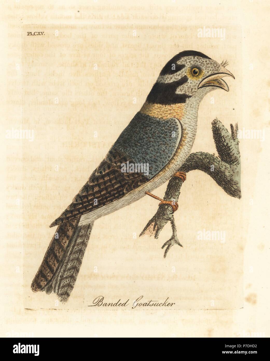 Goatsucker hi-res stock photography and images - Alamy