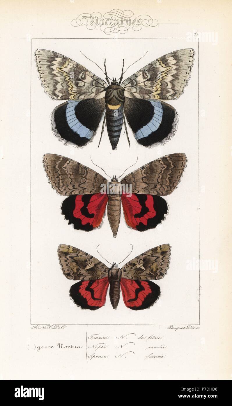 Blue underwing, Catocala fraxini, red underwing, Catocala nupta, and dark crimson underwing, Catocala sponsa. Handcoloured steel engraving by the Pauquet brothers after an illustration by Alexis Nicolas Noel from Hippolyte Lucas' Natural History of European Butterflies, Histoire Naturelle des Lepidopteres d'Europe, 1864. Stock Photo