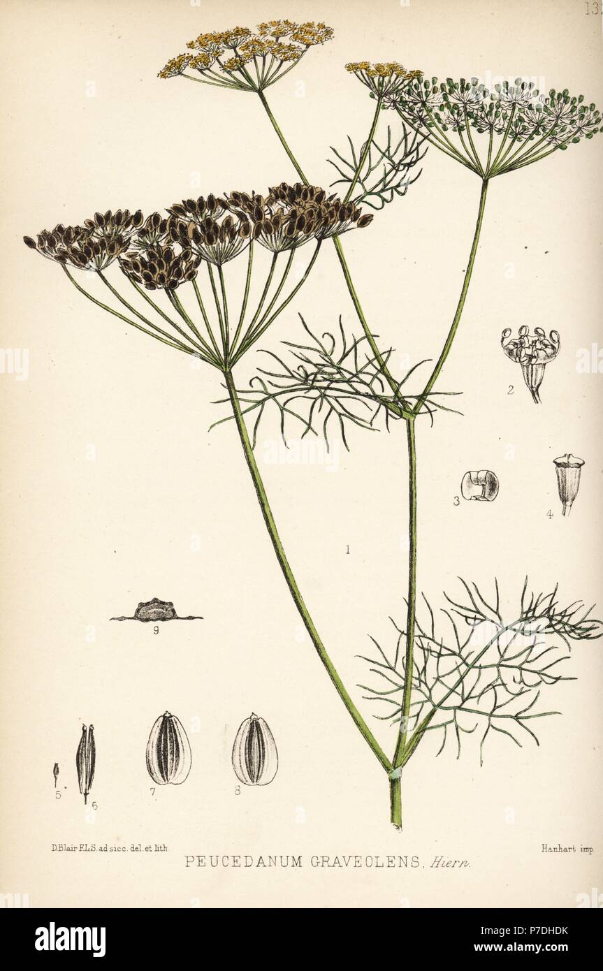Dill, Anethum graveolens (Peucedanum graveolens). Handcoloured ...