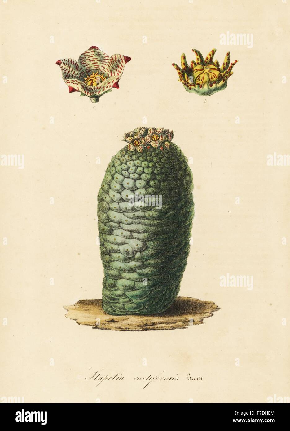 Lavrania cactiformis (Stapelia cactiformis). Handcoloured lithograph from Louis van Houtte and Charles Lemaire's Flowers of the Gardens and Hothouses of Europe, Flore des Serres et des Jardins de l'Europe, Ghent, Belgium, 1845. Stock Photo