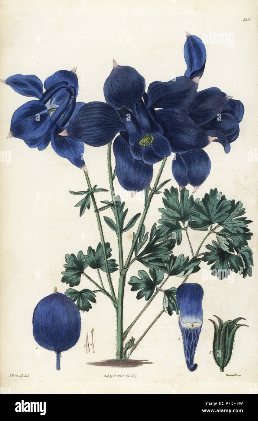 Alpine columbine, Aquilegia alpina. Handcoloured copperplate engraving by Weddell after a botanical illustration by Edward Dalton Smith from Robert Sweet's The British Flower Garden, Ridgeway, London, 1827. Stock Photo