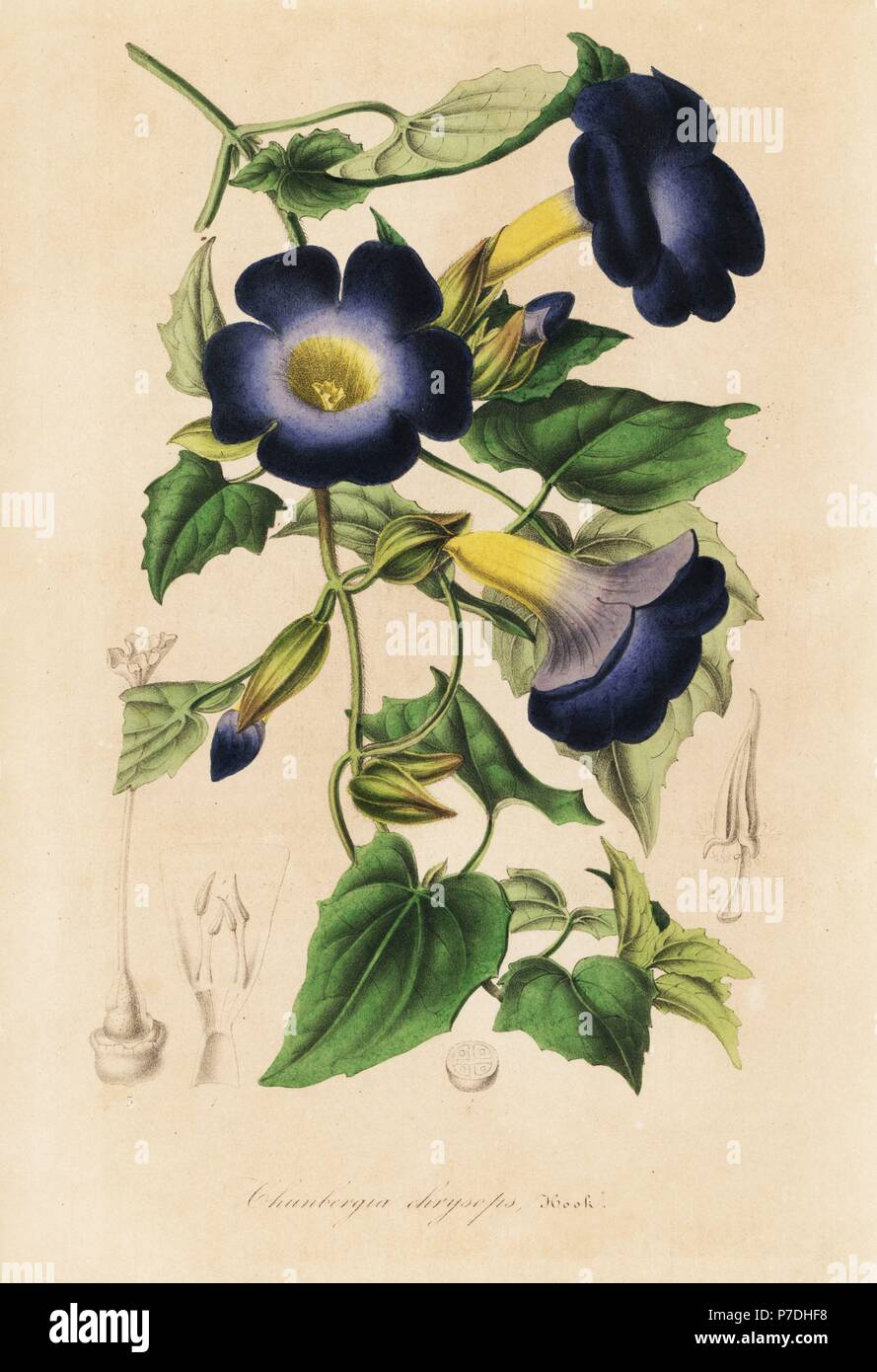 Thunbergia chrysops. Handcoloured lithograph from Louis van Houtte and Charles Lemaire's Flowers of the Gardens and Hothouses of Europe, Flore des Serres et des Jardins de l'Europe, Ghent, Belgium, 1845. Stock Photo