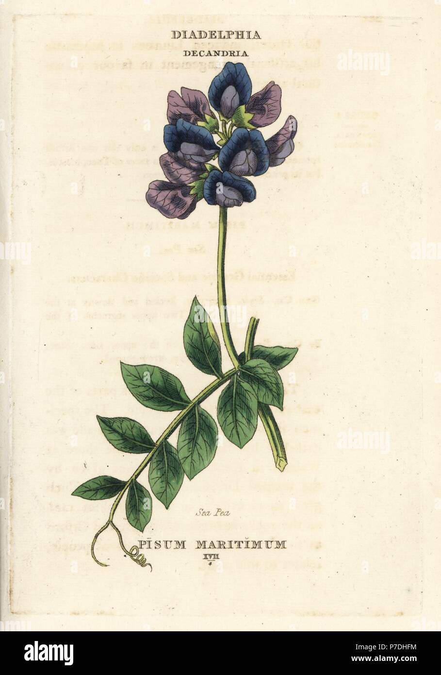 Sea pea, Lathyrus japonicus subsp. maritimus (Pisum maritimum). Handcoloured copperplate engraving after an illustration by Richard Duppa from his The Classes and Orders of the Linnaean System of Botany, Longman, Hurst, London, 1816. Stock Photo