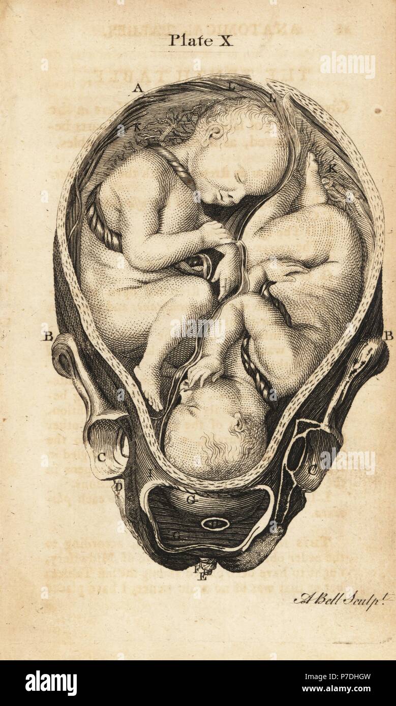 絵画 the memory in the womb Anatomical drawing of a foetus in the womb, engraved by