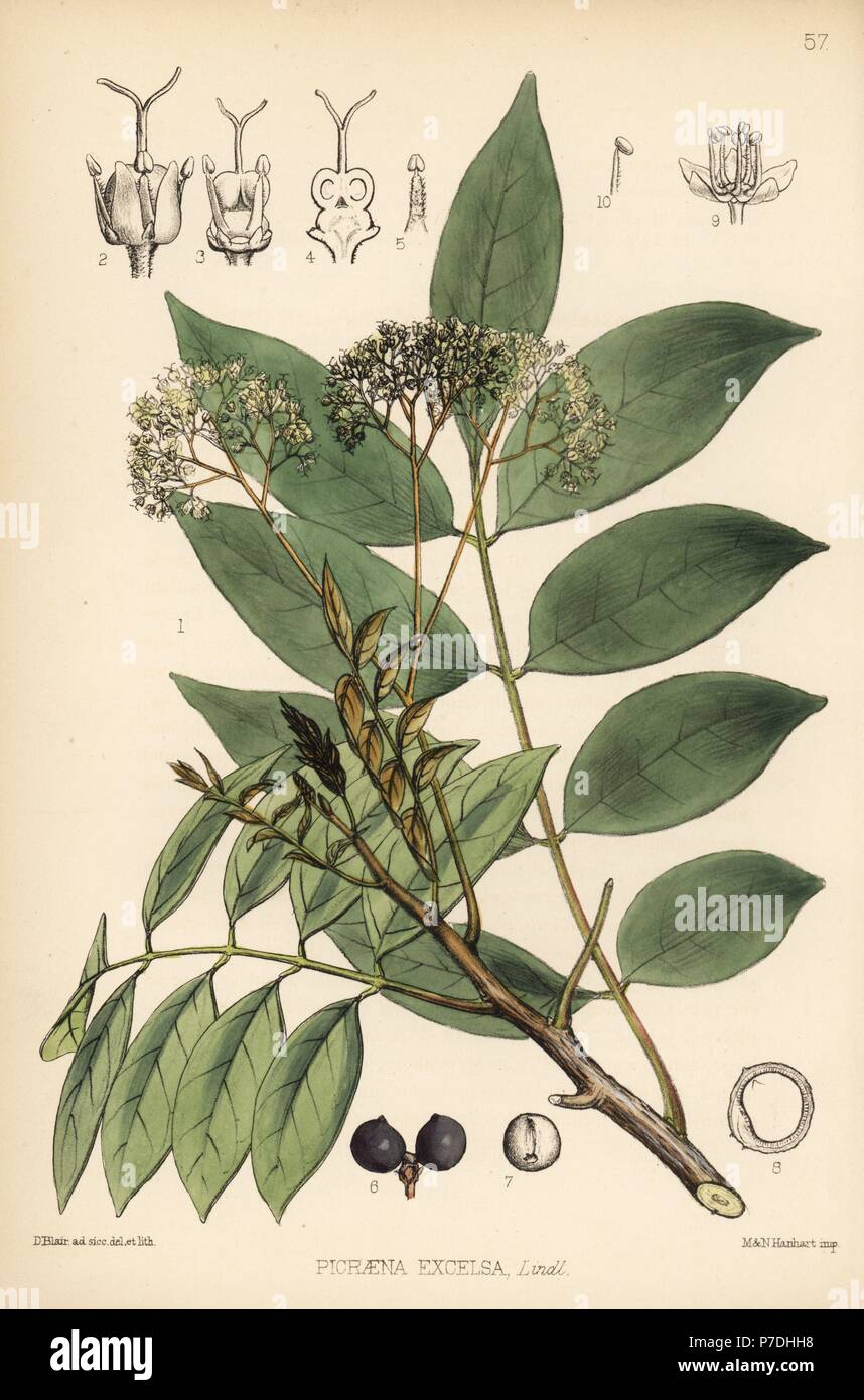 Jamaica Quassia Or Bitter Wood, Picrasma Excelsa (picraena Excelsa 