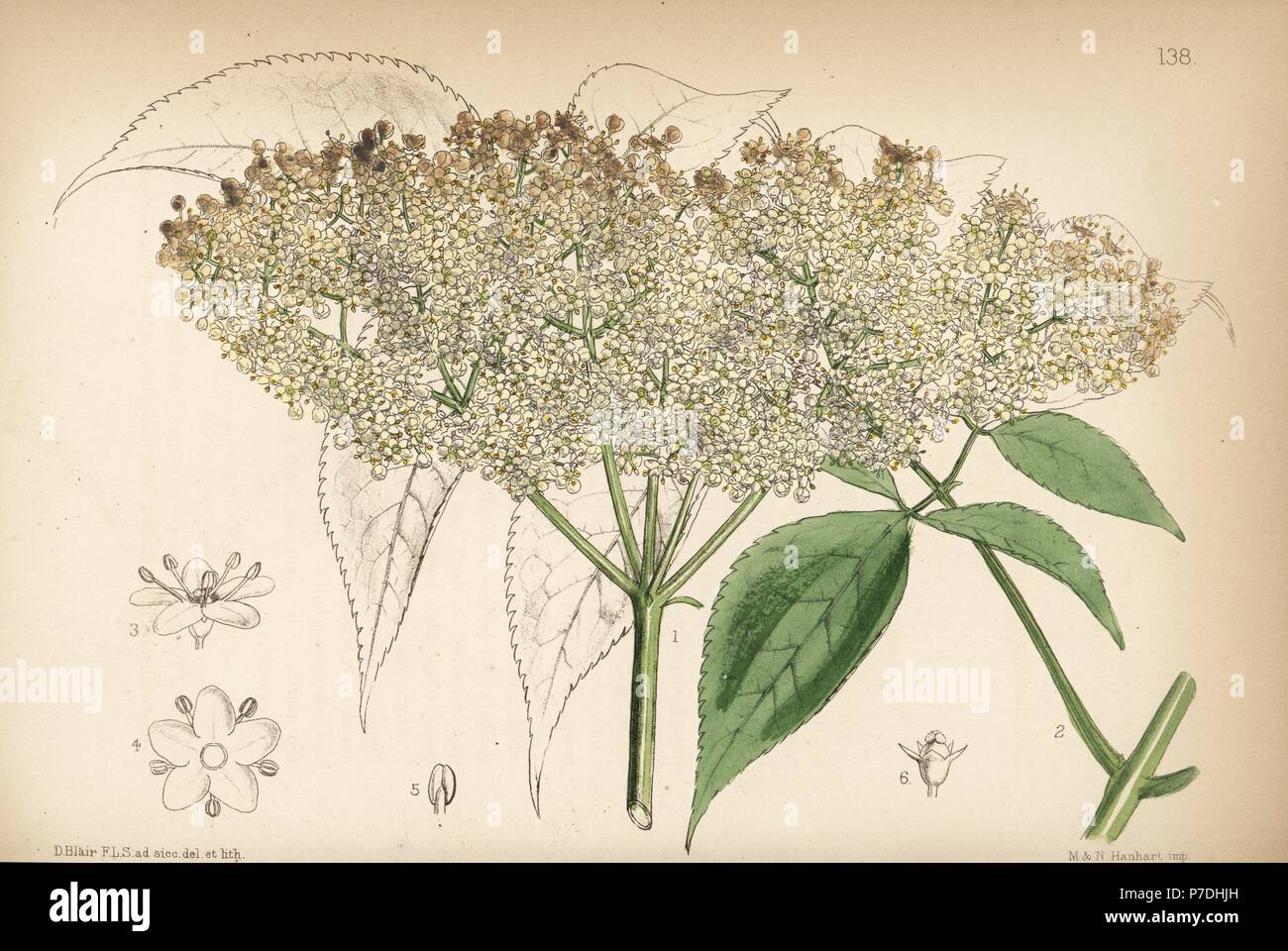 Common American elderberry, Sambucus canadensis. Handcoloured lithograph by Hanhart after a botanical illustration by David Blair from Robert Bentley and Henry Trimen's Medicinal Plants, London, 1880. Stock Photo