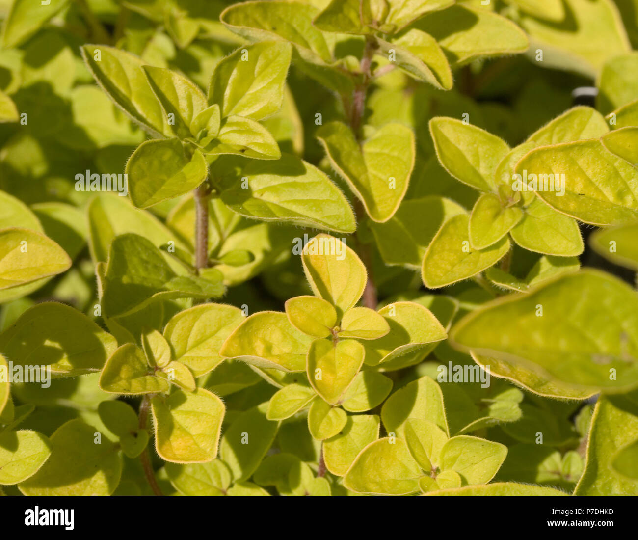 Golden marjoram hires stock photography and images Alamy