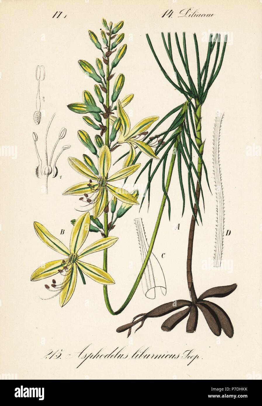 Jacob's rod, Asphodeline liburnica (Asphodelus liburnicus). Handcoloured lithograph from Diederich von Schlechtendal's German Flora (Flora von Deutschland), Jena, 1871. Stock Photo