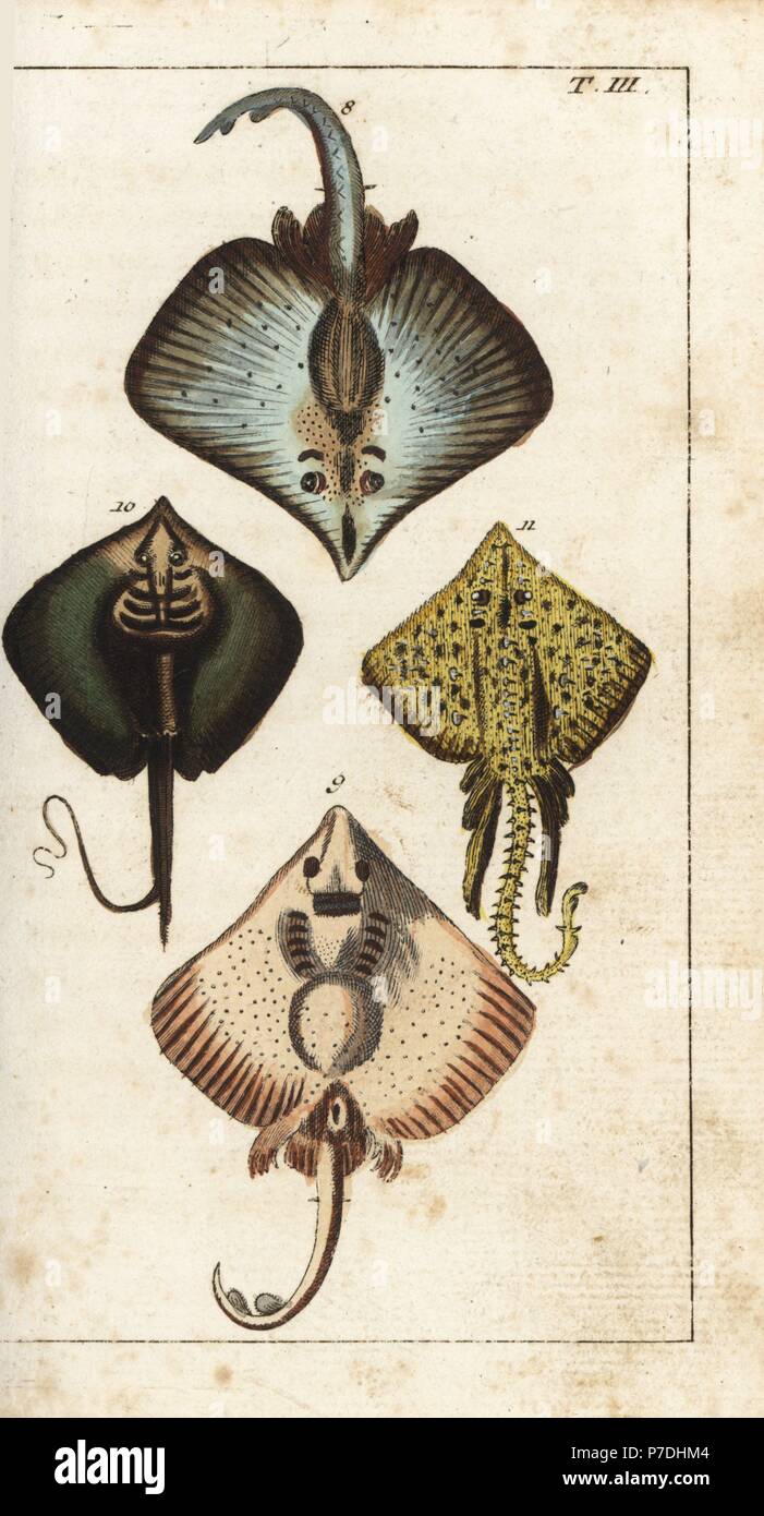Skate, Dipturus batis 8,9, stingray, Dasyatis pastinaca 10, and thornback ray, Raja clavata 11. Handcolored copperplate engraving from Gottlieb Tobias Wilhelm's Encyclopedia of Natural History: Fish, Augsburg, 1804. Wilhelm (1758-1811) was a Bavarian clergyman and naturalist known as the German Buffon. Stock Photo