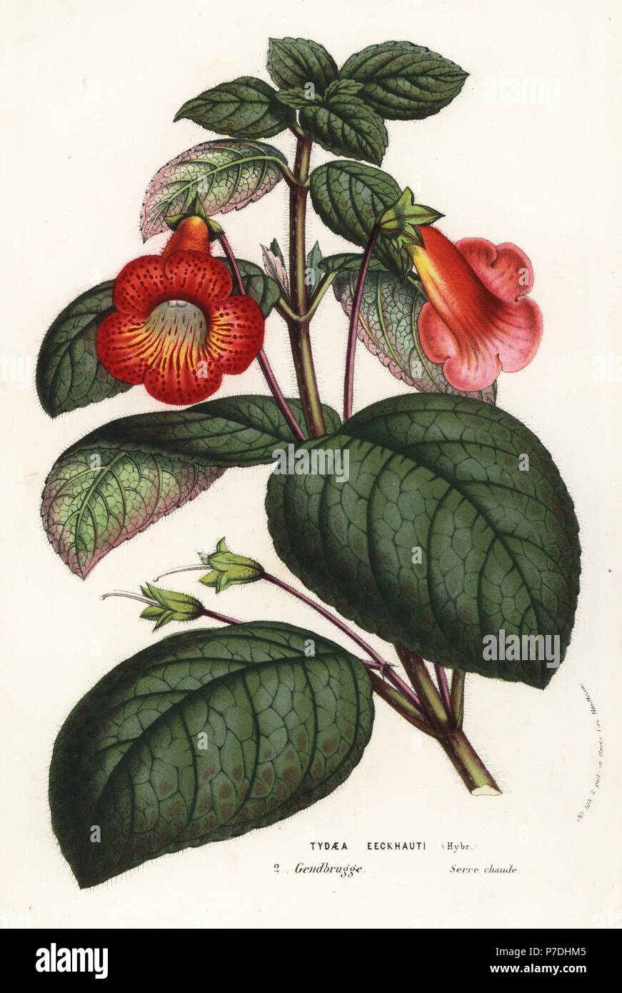 Kohleria eeckhauti hybrid (Tydaea eeckhauti). Handcoloured lithograph from Louis van Houtte and Charles Lemaire's Flowers of the Gardens and Hothouses of Europe, Flore des Serres et des Jardins de l'Europe, Ghent, Belgium, 1857. Stock Photo