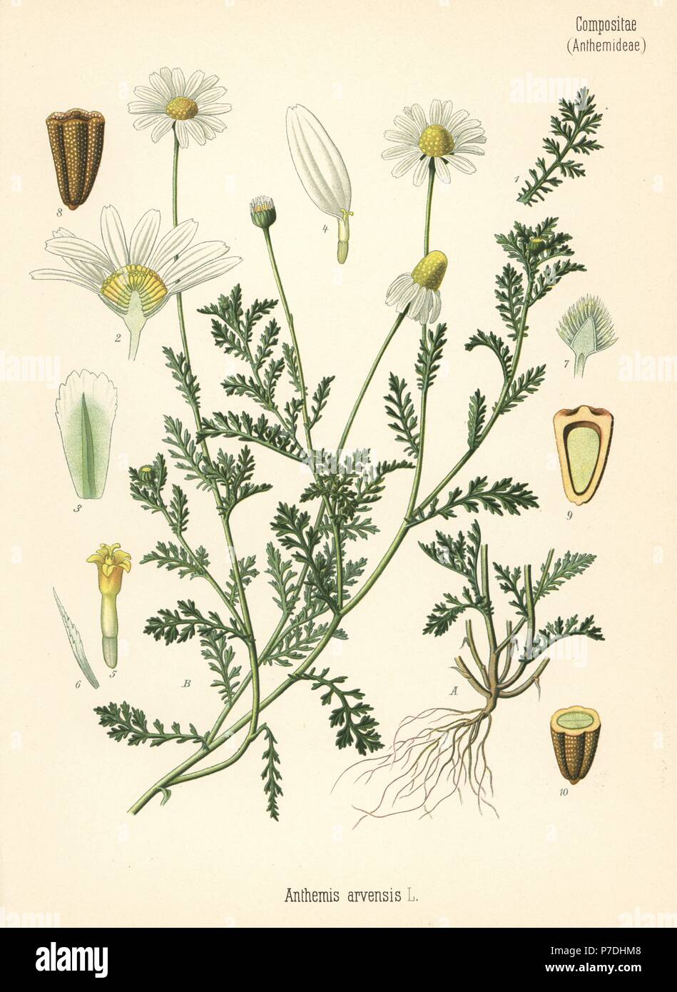 Corn chamomile or mayweed, Anthemis arvensis. Chromolithograph after a botanical illustration from Hermann Adolph Koehler's Medicinal Plants, edited by Gustav Pabst, Koehler, Germany, 1887. Stock Photo
