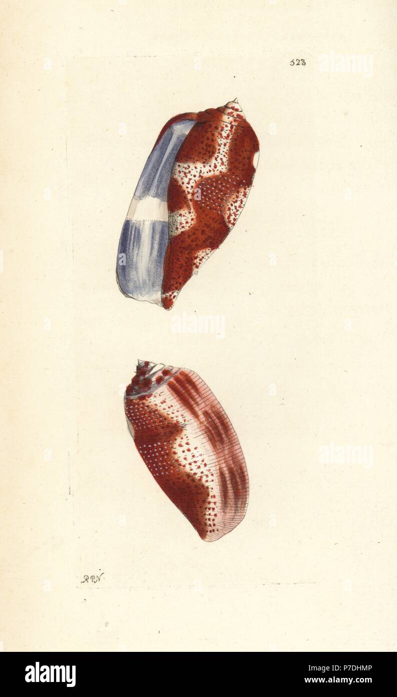Tulip cone, Conus tulipa. Illustration drawn and engraved by Richard Polydore Nodder. Handcoloured copperplate engraving from George Shaw and Frederick Nodder's The Naturalist's Miscellany, London, 1802. Stock Photo