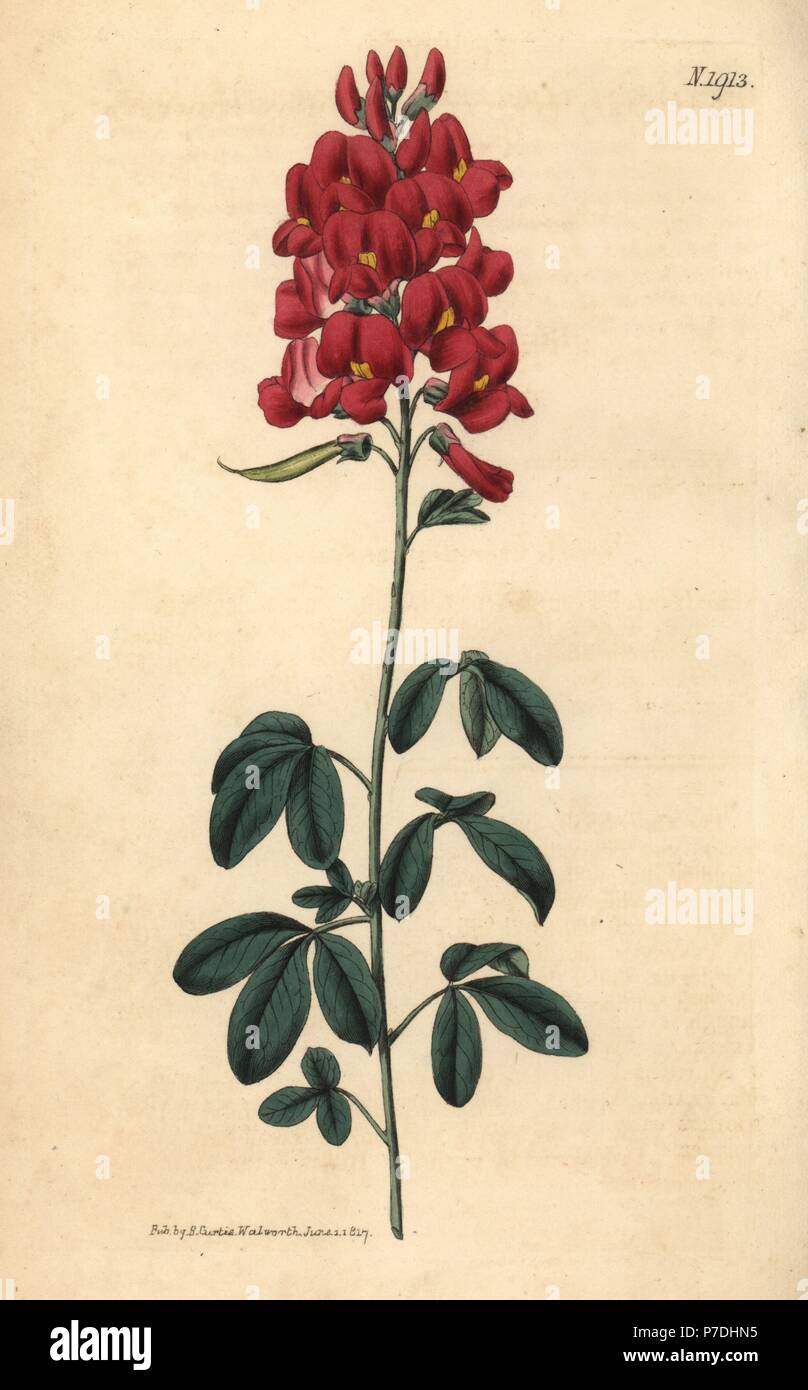 Hypocalyptus coluteoides (Crimson-flowered crotalaria, Crotalaria purpurea). Handcoloured botanical engraving from John Sims' Curtis's Botanical Magazine, Couchman, London, 1816. Stock Photo