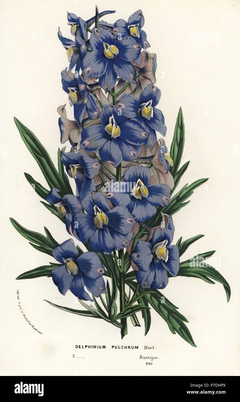 Delphinium pulchrum. Handcoloured lithograph from Louis van Houtte and Charles Lemaire's Flowers of the Gardens and Hothouses of Europe, Flore des Serres et des Jardins de l'Europe, Ghent, Belgium, 1867-1868. Stock Photo