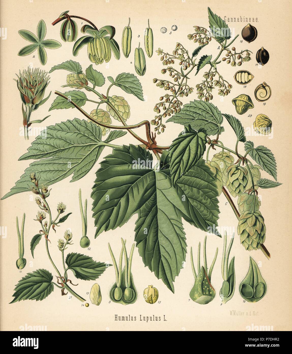 Hops, Humulus lupulus. Chromolithograph after a botanical illustration by Walther Muller from Hermann Adolph Koehler's Medicinal Plants, edited by Gustav Pabst, Koehler, Germany, 1887. Stock Photo