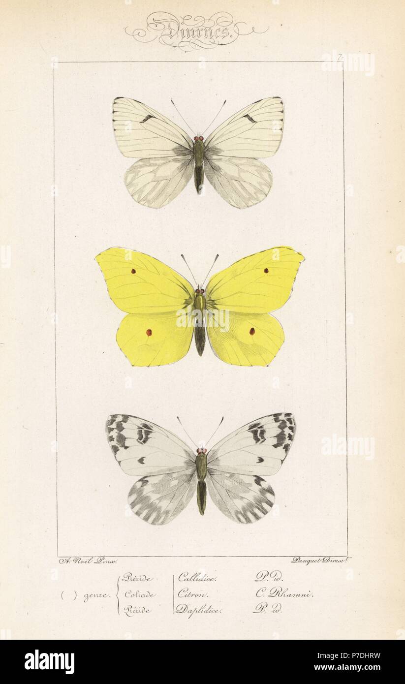 Lofty bath white, Pontia callidice, brimstone, Gonepteryx rhamni, and bath white, Pontia daplidice. Handcoloured steel engraving by the Pauquet brothers after an illustration by Alexis Nicolas Noel from Hippolyte Lucas' Natural History of European Butterflies, Histoire Naturelle des Lepidopteres d'Europe, 1864. Stock Photo