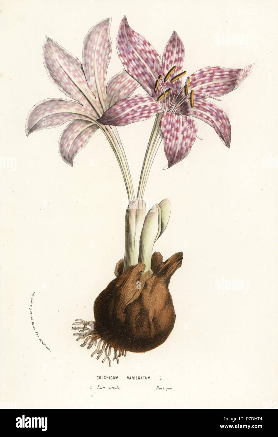 Variegated meadow saffron, Colchicum variegatum. Handcoloured lithograph from Louis van Houtte and Charles Lemaire's Flowers of the Gardens and Hothouses of Europe, Flore des Serres et des Jardins de l'Europe, Ghent, Belgium, 1856. Stock Photo