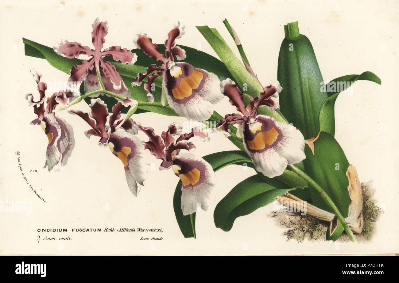 Oncidium fuscatum orchid. Handcoloured lithograph from Louis van Houtte and Charles Lemaire's Flowers of the Gardens and Hothouses of Europe, Flore des Serres et des Jardins de l'Europe, Ghent, Belgium, 1870. Stock Photo